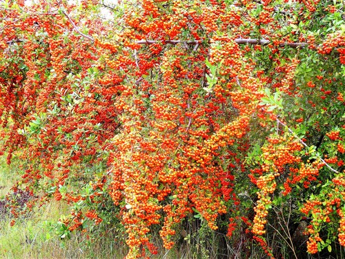 Pyracantha coccinea (Scarlet Firethorn) (alternate view 8)