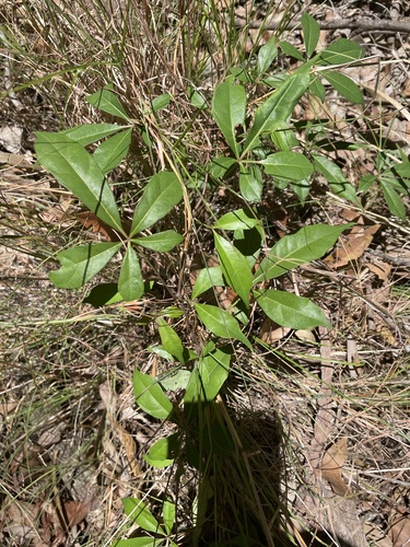 Clematicissus opaca (Pepper Vine) (alternate view 5)