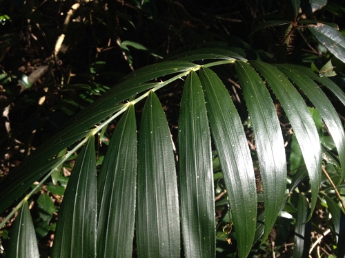 Calamus muelleri (Wait-a-while) (alternate view 4)