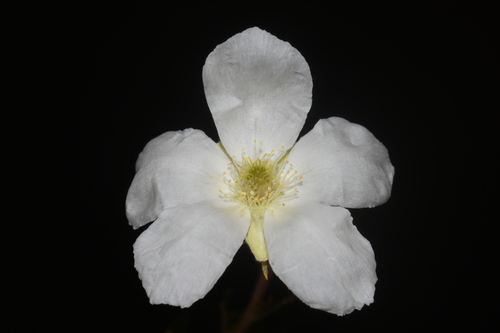 Fallugia paradoxa (Apache plume) (alternate view 3)