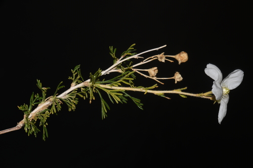 Fallugia paradoxa (Apache plume) (alternate view 4)