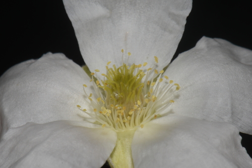 Fallugia paradoxa (Apache plume) (alternate view 5)