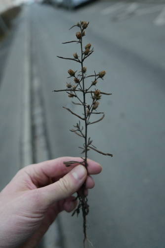 Dittrichia graveolens (Stinkwort) (alternate view 4)