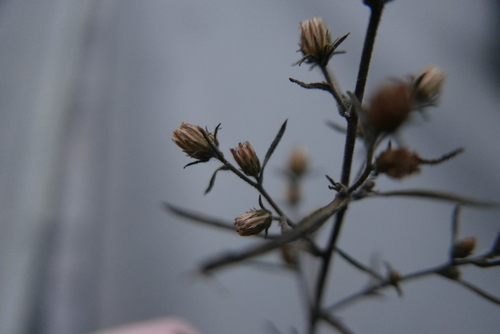 Dittrichia graveolens (Stinkwort) (alternate view 5)