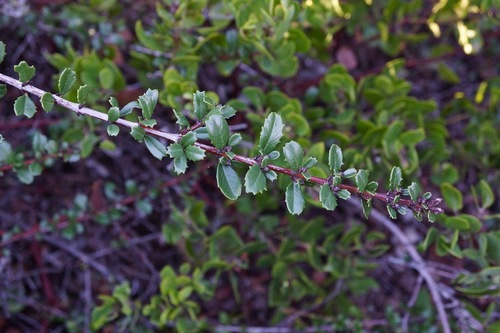 Ceanothus gloriosus var. porrectus (ceanothus-gloriosus-var-porrectus)