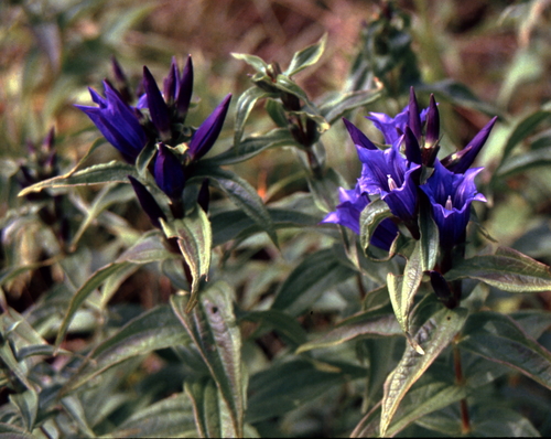 Gentiana asclepiadea (Willow Gentian) (alternate view 5)