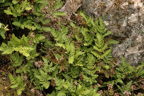 Pentagramma triangularis (goldback fern) (alternate view 8)