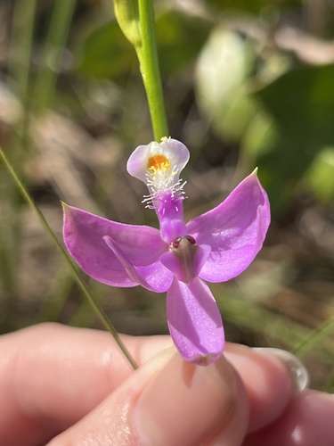 Calopogon tuberosus (Tuberous Grasspink) (alternate view 2)
