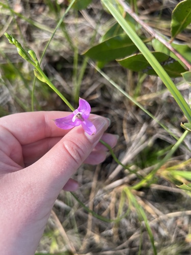 Calopogon tuberosus (Tuberous Grasspink) (alternate view 4)