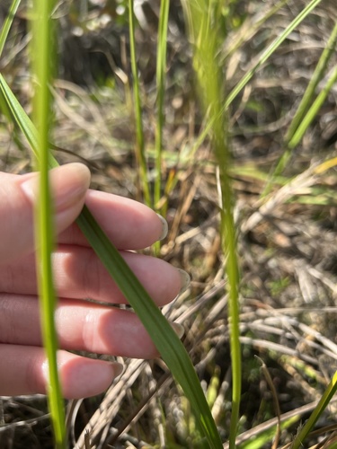 Calopogon tuberosus (Tuberous Grasspink) (alternate view 3)