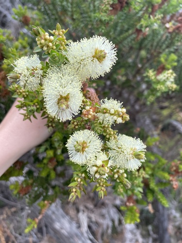 Melaleuca squarrosa (scented paperbark)