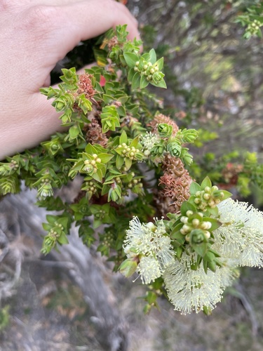 Melaleuca squarrosa (scented paperbark) (alternate view 2)