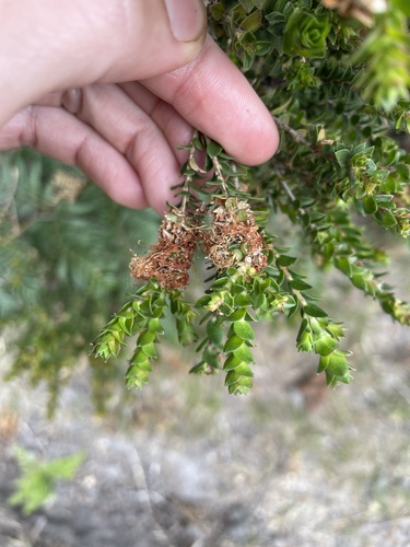 Melaleuca squarrosa (scented paperbark) (alternate view 3)