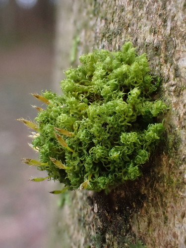 Ulota crispa (crisped pincushion) (alternate view 3)