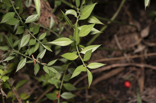 Ruscus aculeatus (butcher's-broom)