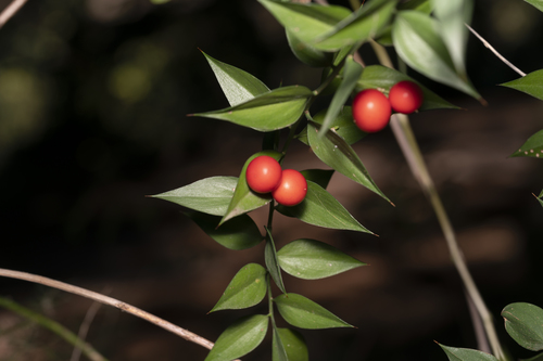 Ruscus aculeatus (butcher's-broom)
