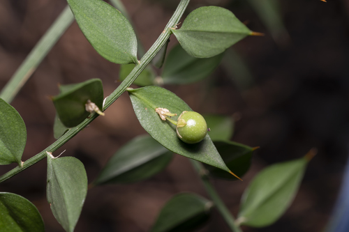 Ruscus aculeatus (butcher's-broom)