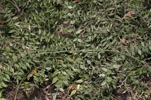 Ruscus aculeatus (butcher's-broom)