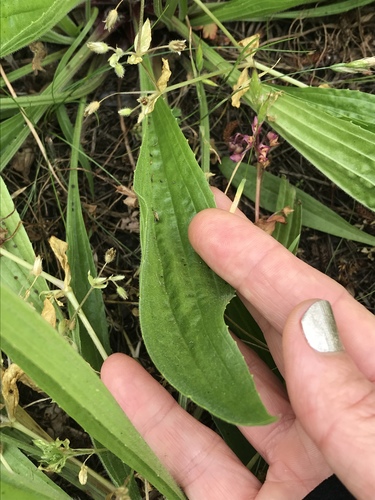 Plantago lanceolata (English plantain) (alternate view 2)