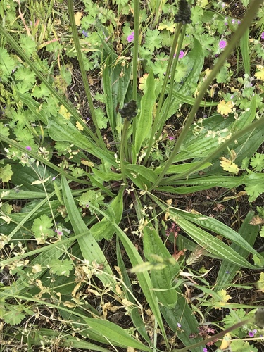 Plantago lanceolata (English plantain) (alternate view 3)