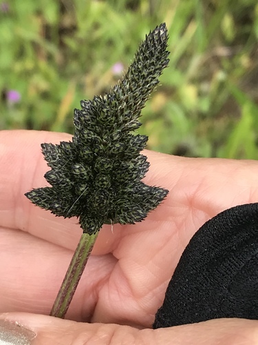 Plantago lanceolata (English plantain)