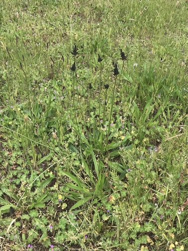 Plantago lanceolata (English plantain) (alternate view 4)