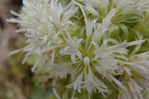 Petasites albus (White Butterbur) (alternate view 2)