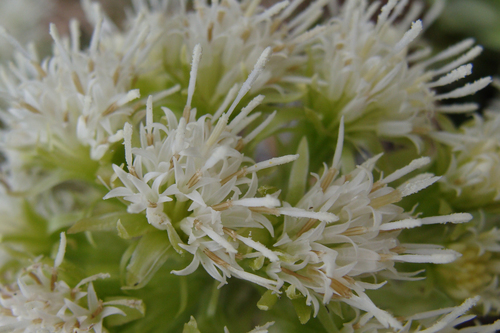 Petasites albus (White Butterbur) (alternate view 3)