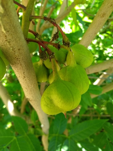 Ungnadia speciosa (Mexican buckeye)
