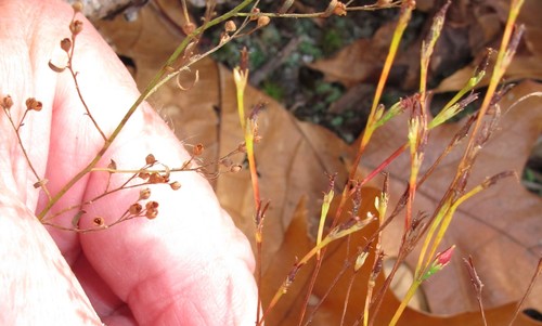 Hypericum gentianoides (pineweed) (alternate view 6)