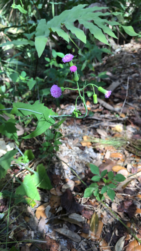 Emilia sonchifolia (lilac tasselflower) (alternate view 4)