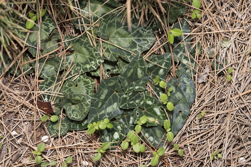 Cyclamen (Cyclamen) (alternate view 4)