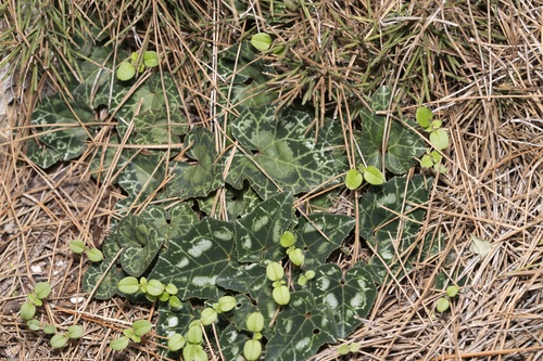 Cyclamen (Cyclamen) (alternate view 5)