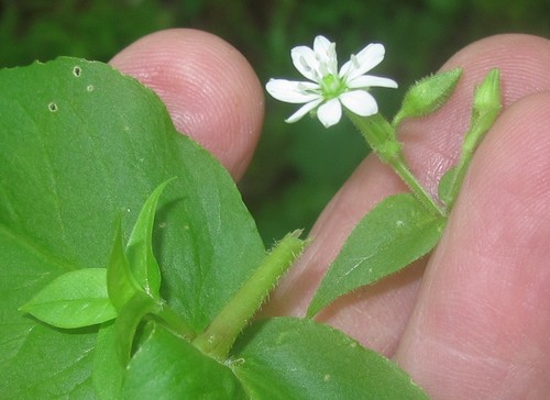 Stellaria aquatica (Water Chickweed)