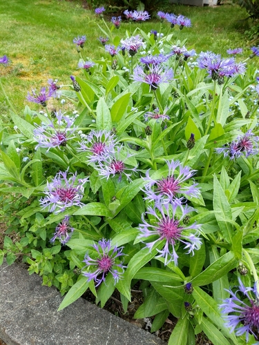 Centaurea montana (Perennial Cornflower)