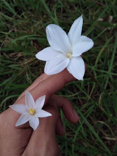 Zephyranthes chlorosolen (Brazos rain-lily)
