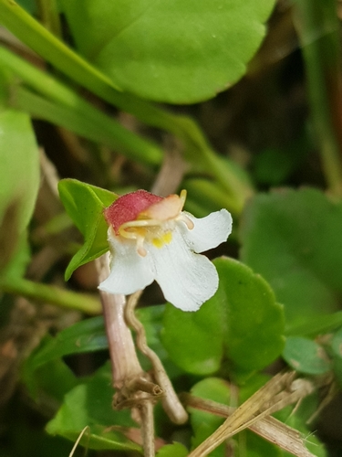 Torenia (wishbone flowers) (alternate view 6)