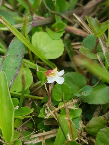 Torenia (wishbone flowers) (alternate view 7)