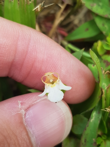 Torenia (wishbone flowers) (alternate view 8)