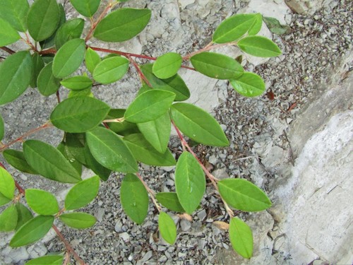 Cotoneaster glaucophyllus (Bright bead cotoneaster)