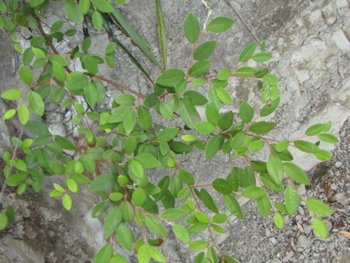 Cotoneaster glaucophyllus (Bright bead cotoneaster) (alternate view 2)