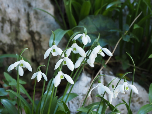 Galanthus ikariae (Ikarian Snowdrop)