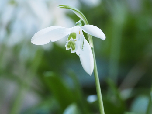 Galanthus ikariae (Ikarian Snowdrop) (alternate view 2)