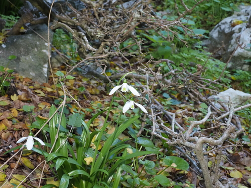 Galanthus ikariae (Ikarian Snowdrop) (alternate view 3)