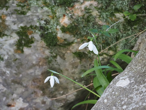 Galanthus ikariae (Ikarian Snowdrop) (alternate view 4)