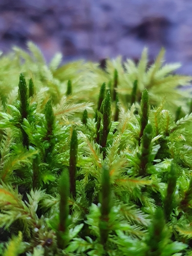 Climacium (Climacium Mosses) (alternate view 5)