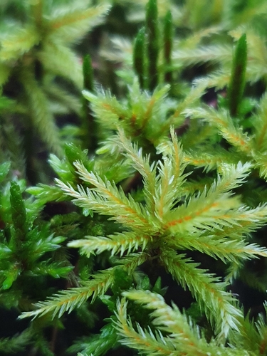 Climacium (Climacium Mosses) (alternate view 6)