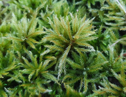 Climacium (Climacium Mosses) (alternate view 7)