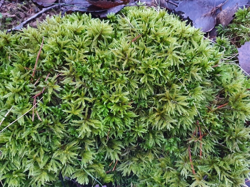 Climacium (Climacium Mosses) (alternate view 8)