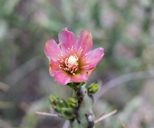 Cylindropuntia kleiniae (Klein's Cholla)